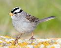 White crowned sparrow